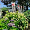 音楽寺、あじさい、6月夏の花、愛知県江南市の観光・撮影スポットの画像と写真