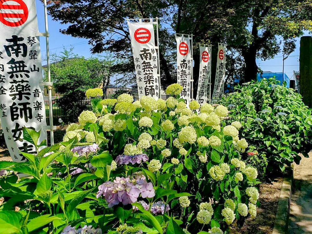 音楽寺、あじさい、6月夏の花、愛知県江南市の観光・撮影スポットの画像と写真