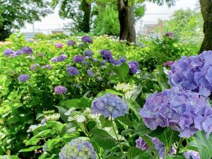 音楽寺、あじさい、6月夏の花、愛知県江南市の観光・撮影スポットの画像と写真