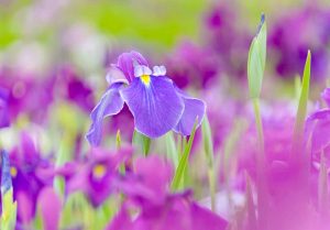 織部の里公園、花しょうぶ、岐阜県土岐市の観光・撮影スポットの画像と写真