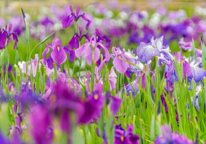 織部の里公園、花しょうぶ、岐阜県土岐市の観光・撮影スポットの画像と写真