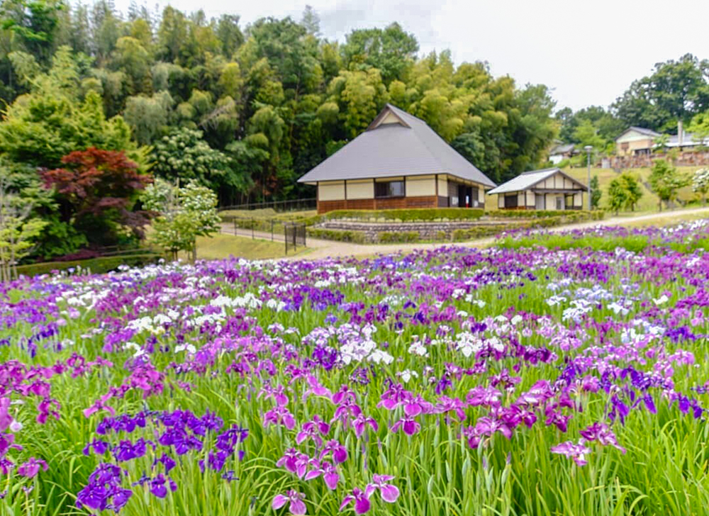 織部の里公園、花しょうぶ、岐阜県土岐市の観光・撮影スポットの画像と写真