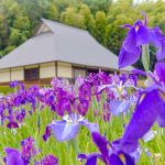 織部の里公園、花しょうぶ、岐阜県土岐市の観光・撮影スポットの画像と写真