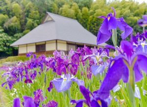 織部の里公園、花しょうぶ、岐阜県土岐市の観光・撮影スポットの画像と写真