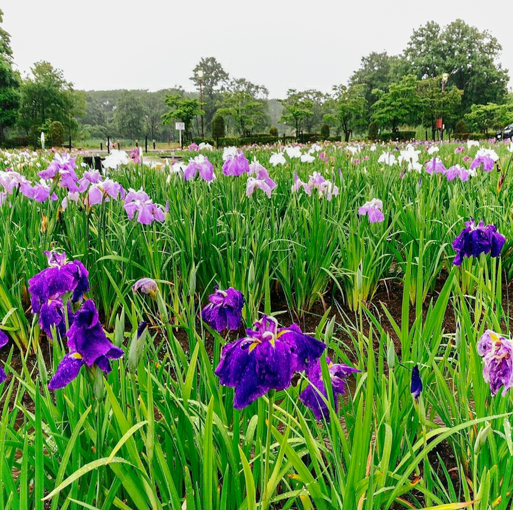 曽根城公園、花しょうぶ、6月夏の花、岐阜県大垣市の観光・撮影スポットの画像と写真