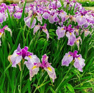 曽根城公園、花しょうぶ、6月夏の花、岐阜県大垣市の観光・撮影スポットの画像と写真