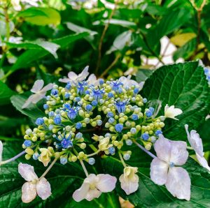 曽根城公園、花しょうぶ、6月夏の花、岐阜県大垣市の観光・撮影スポットの画像と写真