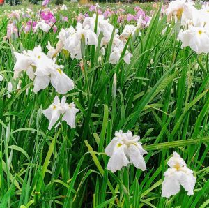 曽根城公園、花しょうぶ、6月夏の花、岐阜県大垣市の観光・撮影スポットの画像と写真