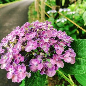 曽根城公園、あじさい、6月夏の花、岐阜県大垣市の観光・撮影スポットの画像と写真