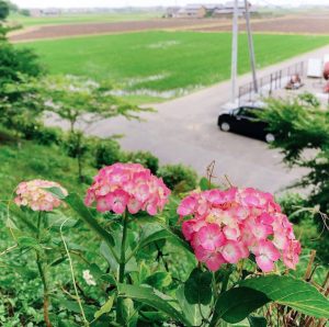 曽根城公園、あじさい、6月夏の花、岐阜県大垣市の観光・撮影スポットの画像と写真