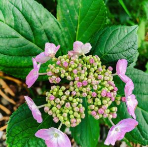 曽根城公園、あじさい、6月夏の花、岐阜県大垣市の観光・撮影スポットの画像と写真