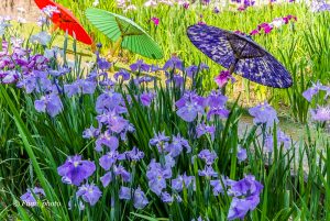 徳川園、花しょうぶと和傘、６月夏の花、名古屋市東区の観光・撮影スポットの画像と写真