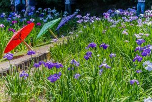 徳川園、花しょうぶと和傘、６月夏の花、名古屋市東区の観光・撮影スポットの画像と写真