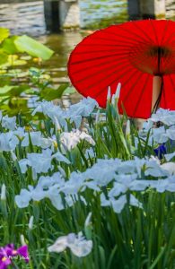 徳川園、花しょうぶと和傘、６月夏の花、名古屋市東区の観光・撮影スポットの画像と写真