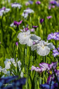 徳川園、花しょうぶと和傘、６月夏の花、名古屋市東区の観光・撮影スポットの画像と写真