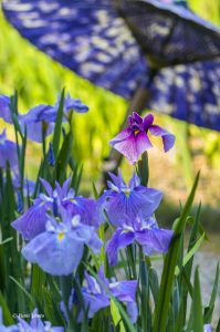 徳川園、花しょうぶと和傘、６月夏の花、名古屋市東区の観光・撮影スポットの画像と写真