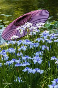 徳川園、花しょうぶと和傘、６月夏の花、名古屋市東区の観光・撮影スポットの画像と写真