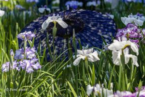 徳川園、花しょうぶと和傘、６月夏の花、名古屋市東区の観光・撮徳川園、花しょうぶと和傘、６月夏の花、名古屋市東区の観光・撮影スポットの画像と写真影スポットの画像と写真
