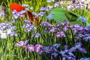 徳川園、花しょうぶと和傘、６月夏の花、名古屋市東区の観光・撮影スポットの画像と写真