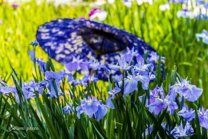 徳川園、花しょうぶと和傘、６月夏の花、名古屋市東区の観光・撮影スポットの画像と写真