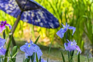 徳川園、花しょうぶと和傘、６月夏の花、名古屋市東区の観光・撮影スポットの画像と写真