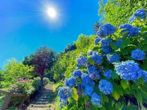 月見の森、あじさい、岐阜県海津市の観光・撮影スポットの画像と写真