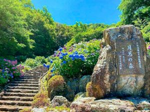 月見の森、あじさい、岐阜県海津市の観光・撮影スポットの画像と写真