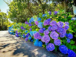 月見の森、あじさい、岐阜県海津市の観光・撮影スポットの画像と写真