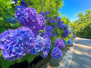 月見の森、あじさい、岐阜県海津市の観光・撮影スポットの画像と写真