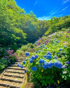 月見の森、あじさい、岐阜県海津市の観光・撮影スポットの画像と写真