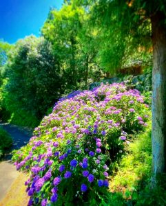 月見の森、あじさい、岐阜県海津市の観光・撮影スポットの画像と写真