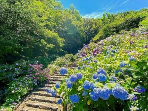 月見の森、あじさい、岐阜県海津市の観光・撮影スポットの画像と写真