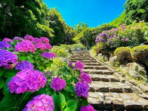 月見の森、あじさい、岐阜県海津市の観光・撮影スポットの画像と写真