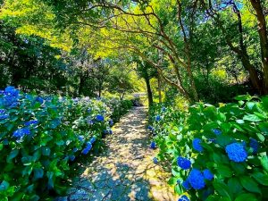 月見の森、あじさい、岐阜県海津市の観光・撮影スポットの画像と写真