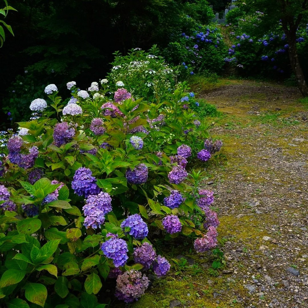 三光寺、あじさい、6月夏の花、岐阜県山県市の観光・撮影スポットの名所