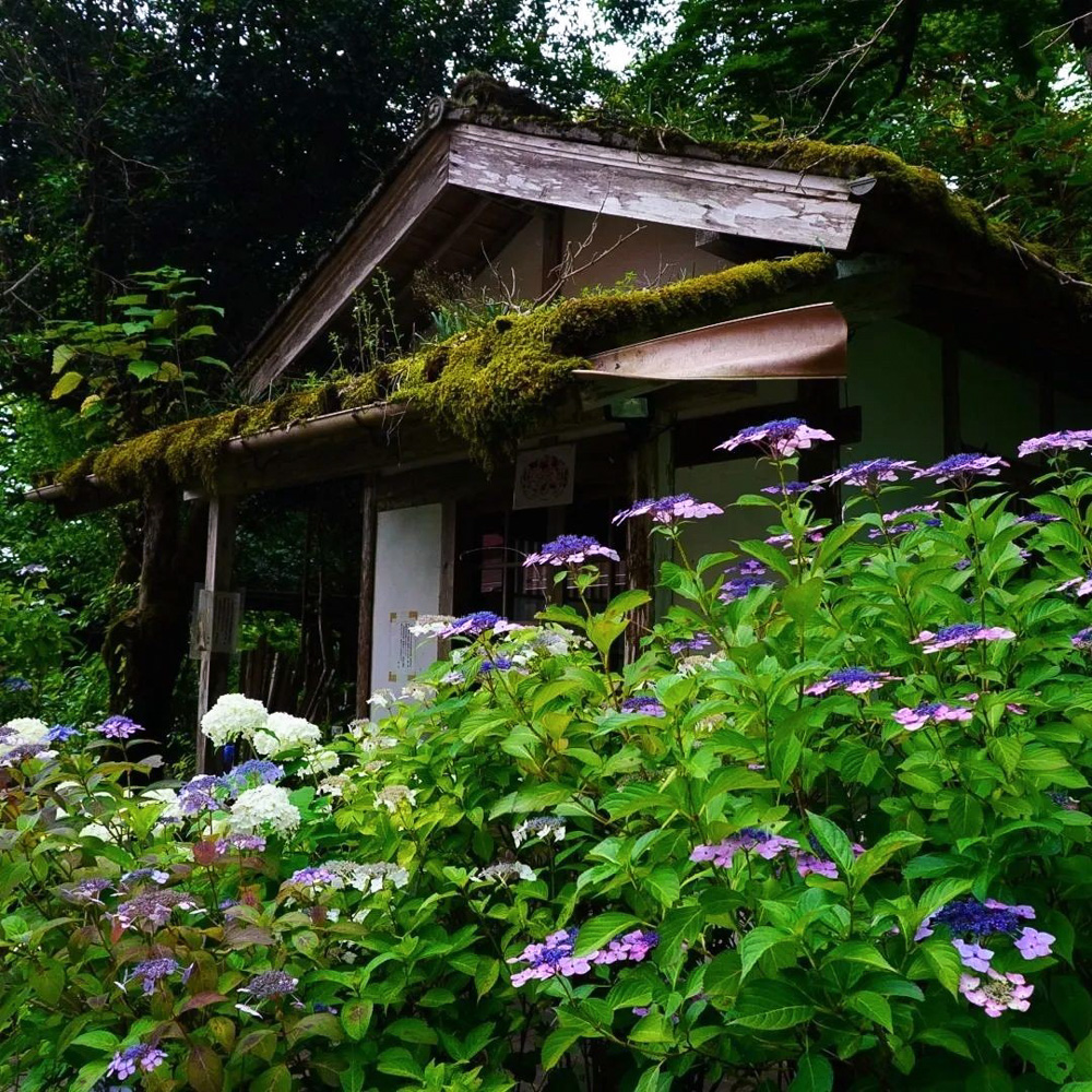 三光寺、あじさい、6月夏の花、岐阜県山県市の観光・撮影スポットの名所