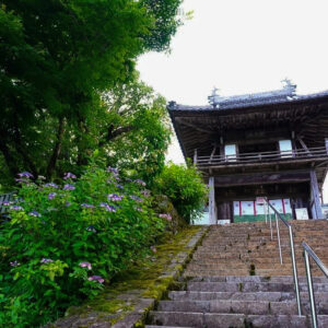 三光寺、あじさい、6月夏の花、岐阜県山県市の観光・撮影スポットの名所