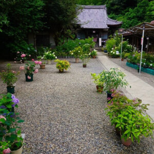 三光寺、あじさい、6月夏の花、岐阜県山県市の観光・撮影スポットの名所月、6月夏の花、岐阜県山県市の観光・撮影スポットの名所