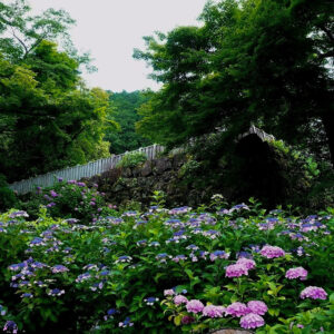 三光寺、あじさい、6月夏の花、岐阜県山県市の観光・撮影スポットの名所