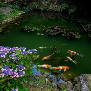 三光寺、あじさい・鯉、6月夏の花、岐阜県山県市の観光・撮影スポットの名所