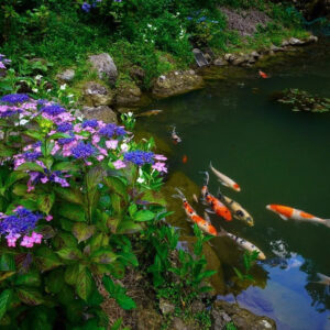 三光寺、あじさい・鯉、6月夏の花、岐阜県山県市の観光・撮影スポットの名所