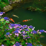 三光寺、あじさい・鯉、6月夏の花、岐阜県山県市の観光・撮影スポットの名所