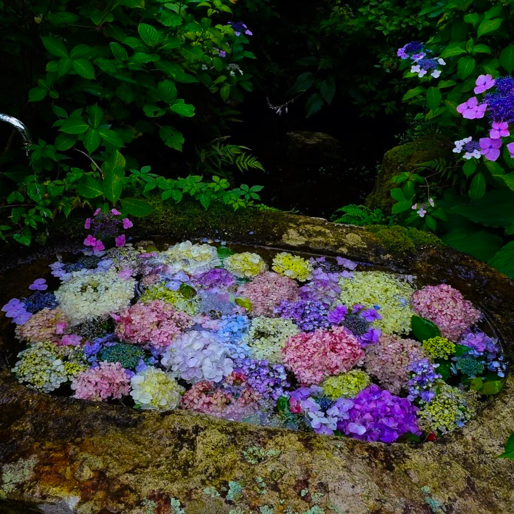 三光寺、花手水、6月夏の花、岐阜県山県市の観光・撮影スポットの名所
