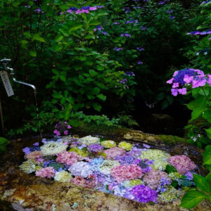 三光寺、花手水、6月夏の花、岐阜県山県市の観光・撮影スポットの名所