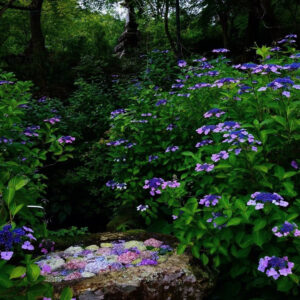 三光寺、花手水、6月夏の花、岐阜県山県市の観光・撮影スポットの名所