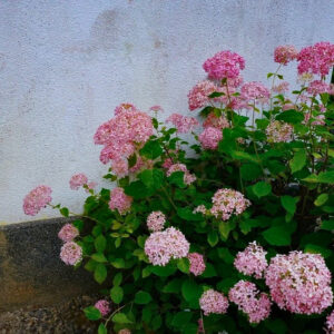 三光寺、あじさい、6月夏の花、岐阜県山県市の観光・撮影スポットの名所