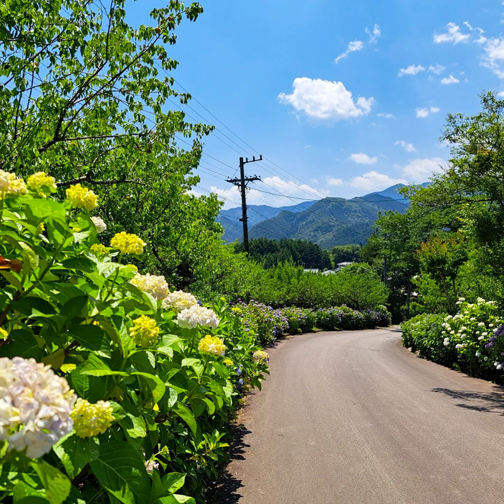 桂昌寺、あじさい、6月夏の花、岐阜県郡上市の観光・撮影スポットの名所