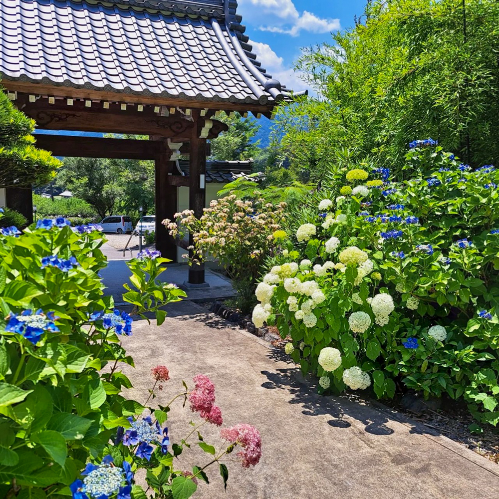 桂昌寺、あじさい、6月夏の花、岐阜県郡上市の観光・撮影スポットの名所