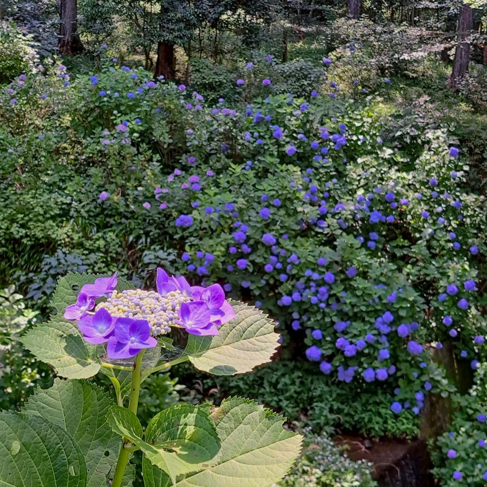 桂昌寺、あじさい、6月夏の花、岐阜県郡上市の観光・撮影スポットの名所