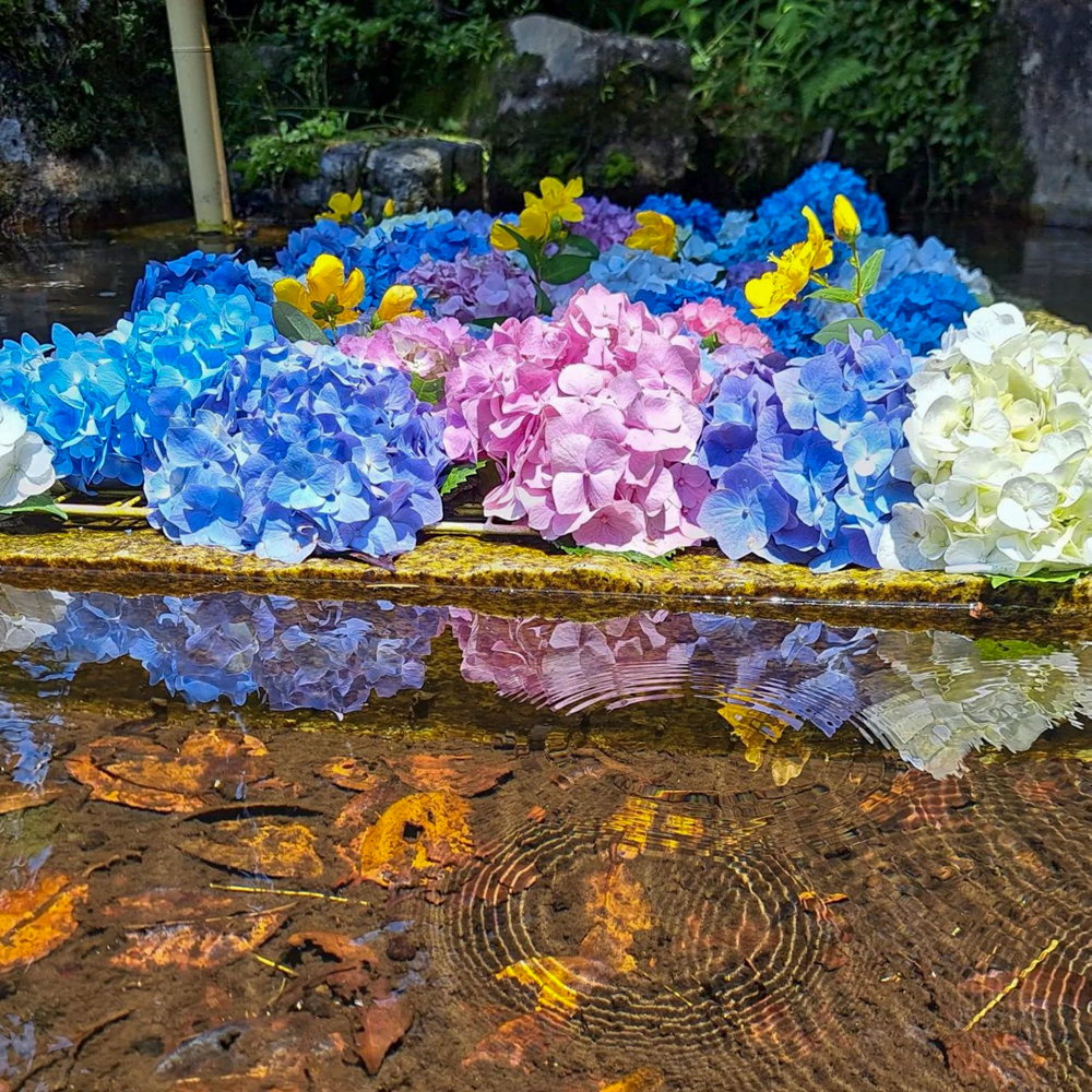 桂昌寺、花手水舎、あじさい、6月夏の花、岐阜県郡上市の観光・撮影スポットの名所